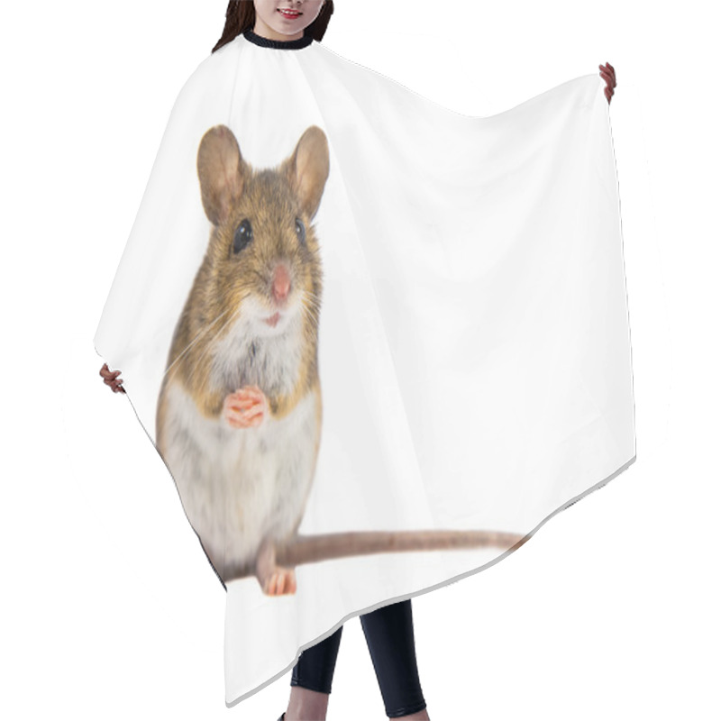 Personality  Cute Field Mouse On White Background Hair Cutting Cape