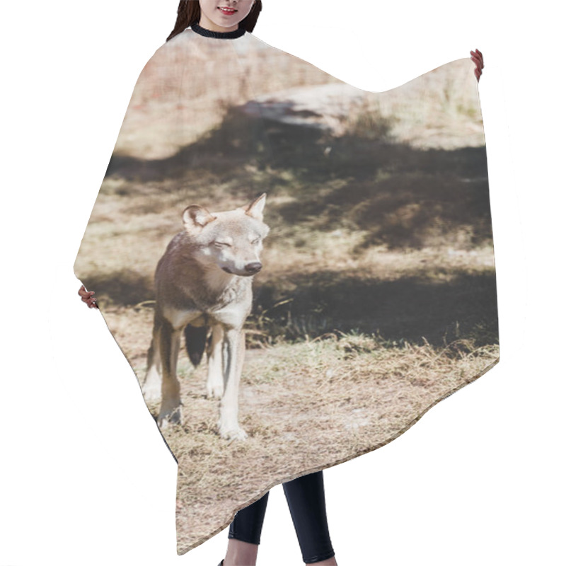 Personality  Dangerous Wolf Walking On Grass Outside In Zoo Hair Cutting Cape