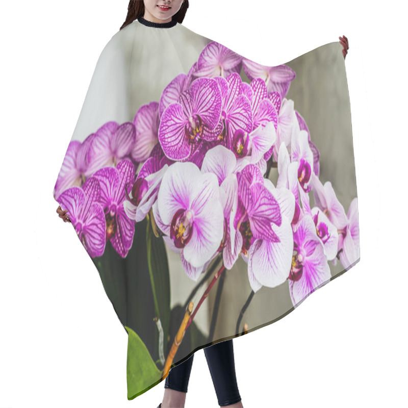 Personality  Purple Orchid On The Window Hair Cutting Cape