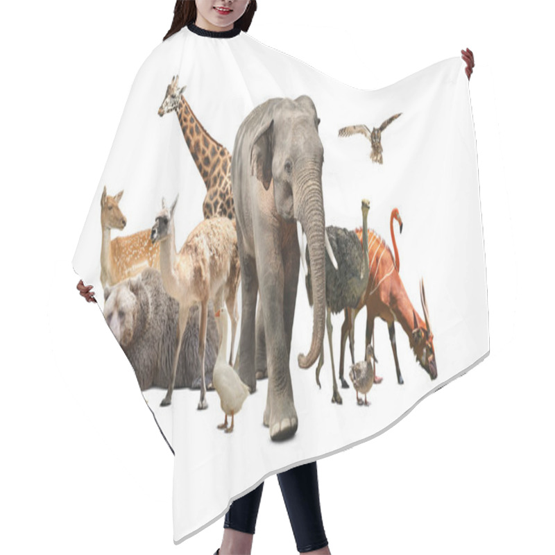 Personality  Group Of Different Wild Animals On White Background, Collage Hair Cutting Cape