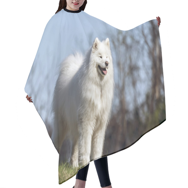 Personality  Samoyed Dog Standing On Hilltop Hair Cutting Cape