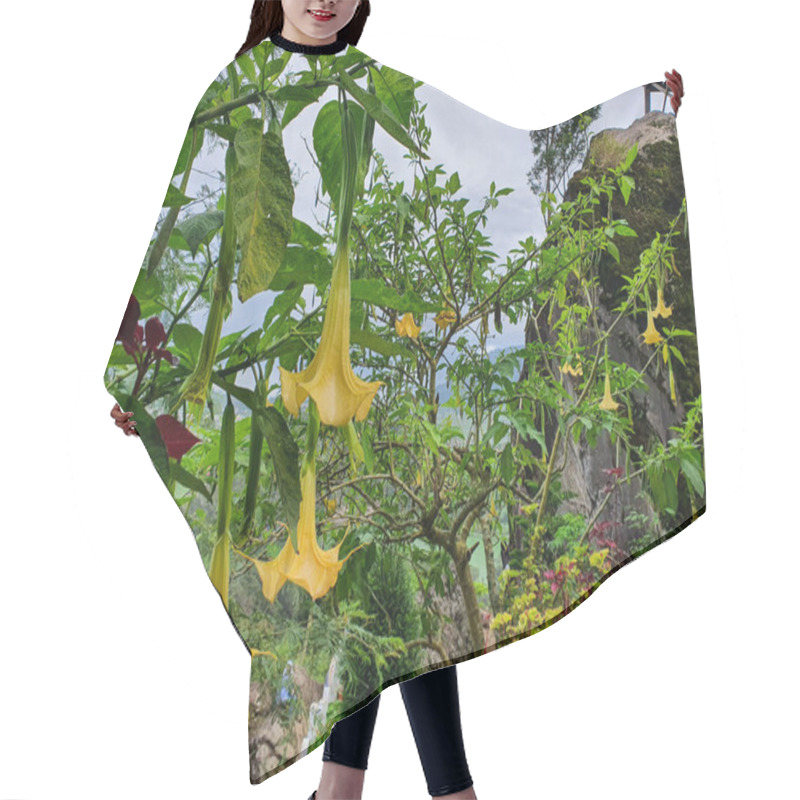 Personality  Vibrant Yellow Angel's Trumpet Flowers Bloom Abundantly On Lush Green Foliage, Cascading Downwards In A Serene Mountain Landscape Setting. Botanical Wonders Of Nature's Beauty. Hair Cutting Cape