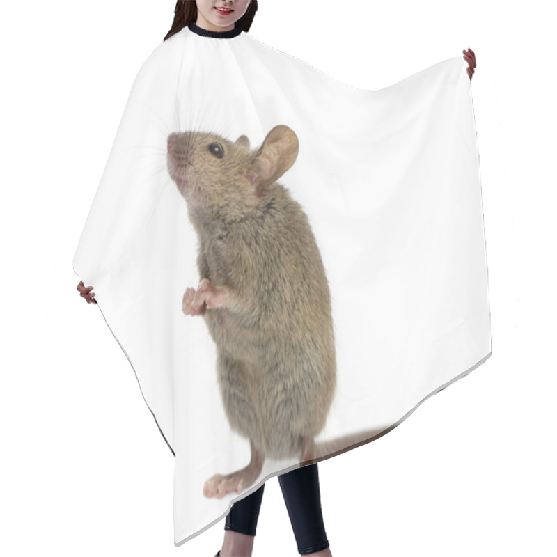 Personality  Wood Mouse Looking Up In Front Of A White Background Hair Cutting Cape