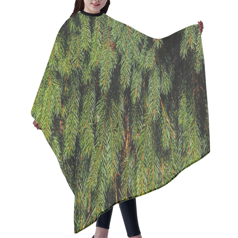 Personality  Green Spruce Branches As A Textured Background. Green Spruce, White Spruce Or Colorado Blue Spruce. Hair Cutting Cape