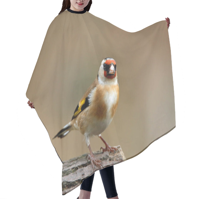 Personality  Goldfinch In The Woods Hair Cutting Cape