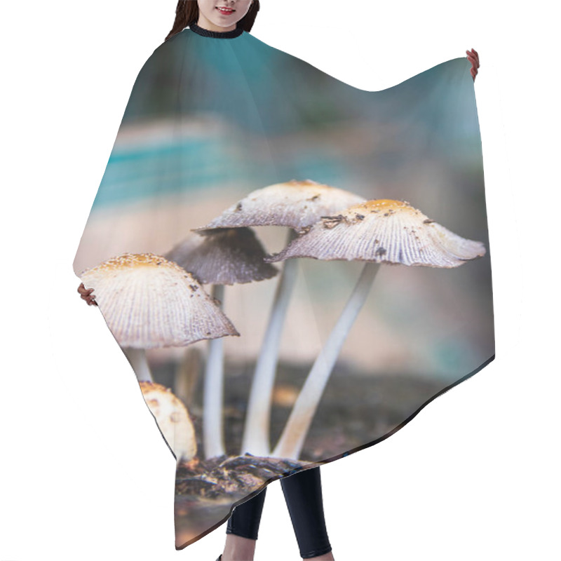 Personality  A Group Of Porcini Mushrooms Growing On A Tree Stump. White Bad Mushroom Close-up On A Blurred Background. Hair Cutting Cape