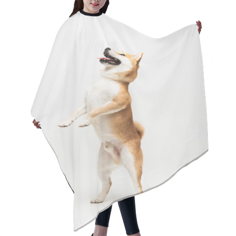 Personality  Playful Shiba Inu Dog Standing On Hind Legs On Grey Background Hair Cutting Cape