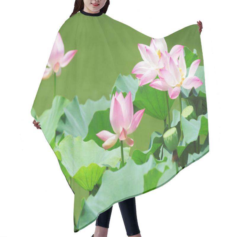 Personality  Lotus Flowers Blooming In Pond Hair Cutting Cape