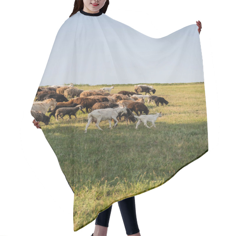 Personality  Herd Of Sheep And Goats Grazing In Green Meadow Under Clear Sky Hair Cutting Cape