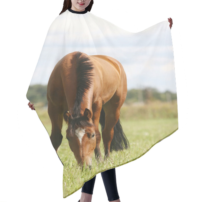 Personality  Horse Hair Cutting Cape