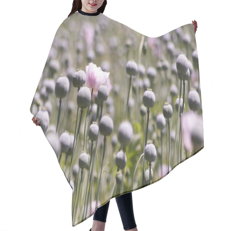 Personality  Summer Flower, Poppy Flower Petals, Flora  Hair Cutting Cape