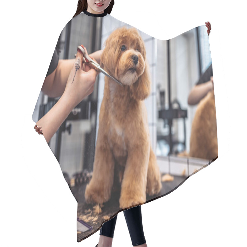 Personality  Haircut Of A Maltipoo Dog From A Grooming Salon. High Quality Photo Hair Cutting Cape