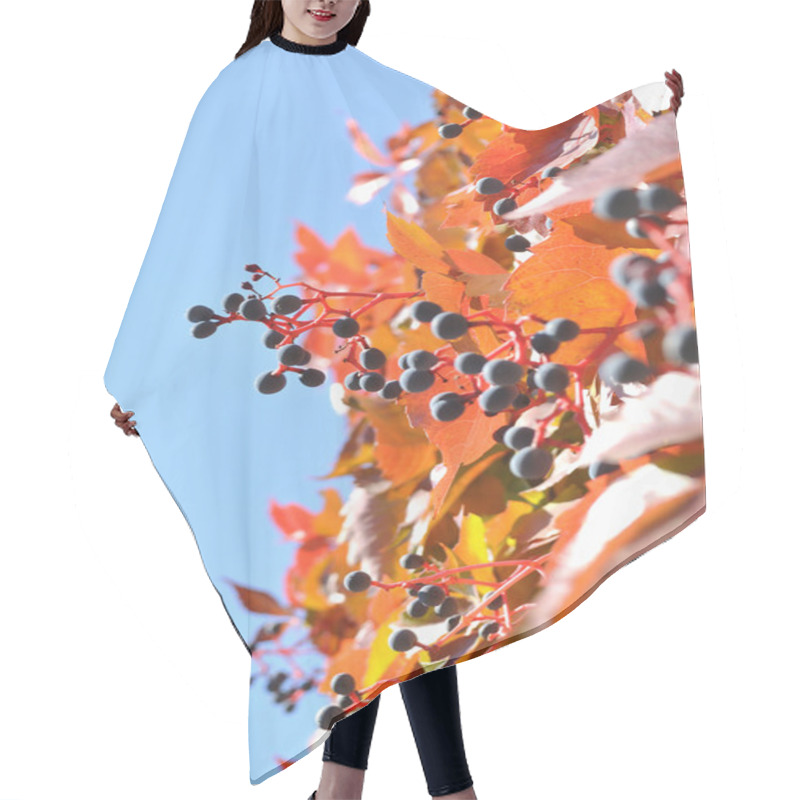 Personality  The Wild Vine In The Autumn Hair Cutting Cape