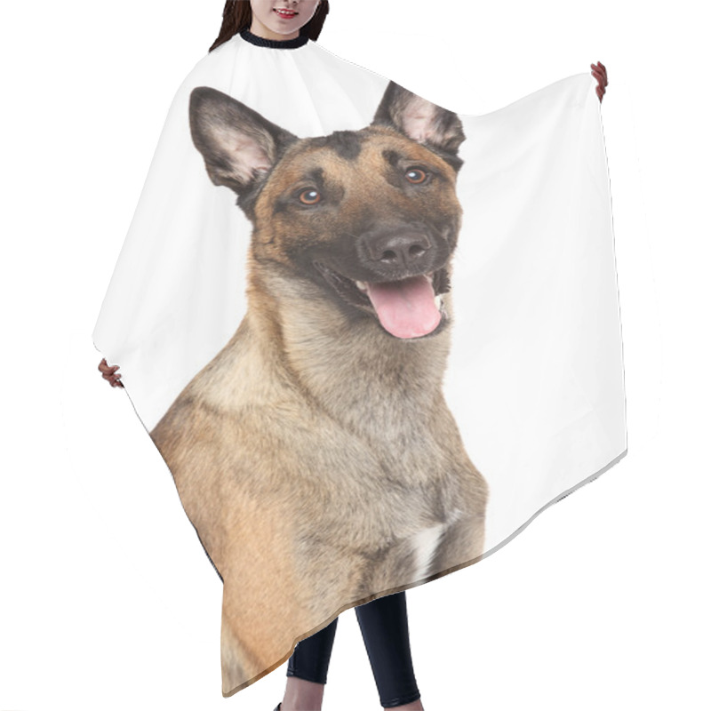 Personality  Belgian Shepherd Dog Malinois Hair Cutting Cape