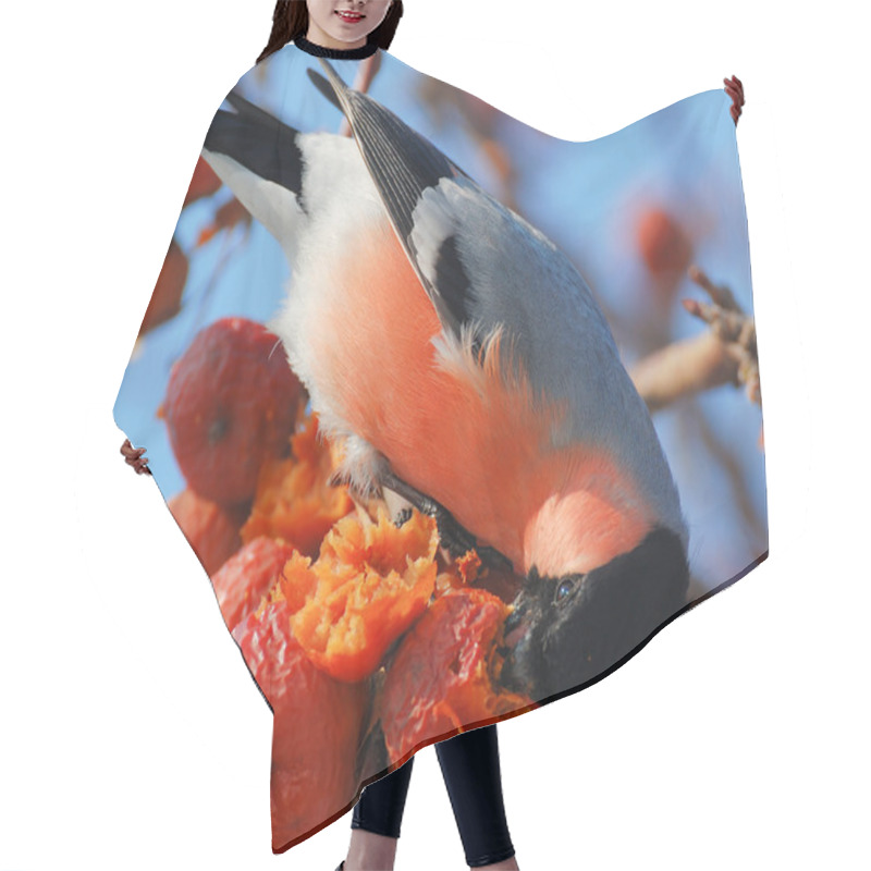 Personality  Bird On A Branch In An Apple Orchard Hair Cutting Cape