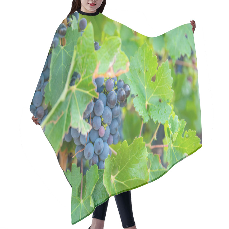 Personality  Big Bunche Of Red Wine Grapes In Sunny Weather On The Vineyard. Summer Harvest For Nature Background. Hair Cutting Cape