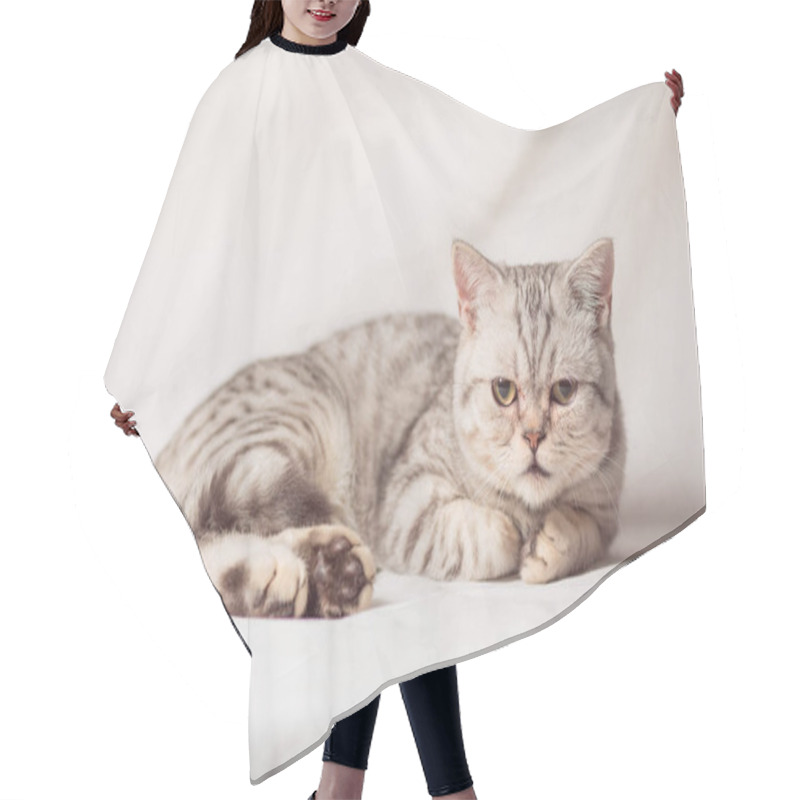 Personality  European Cat In Front On A White Background Hair Cutting Cape