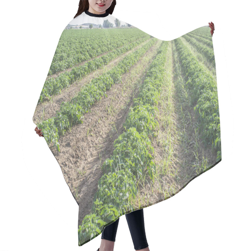 Personality  Tractor Spraying Pesticides Over Young Tomato Plants Hair Cutting Cape