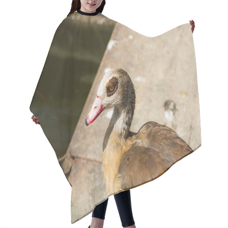 Personality  Beautiful Wild Ducks Raised In Captivity Hair Cutting Cape