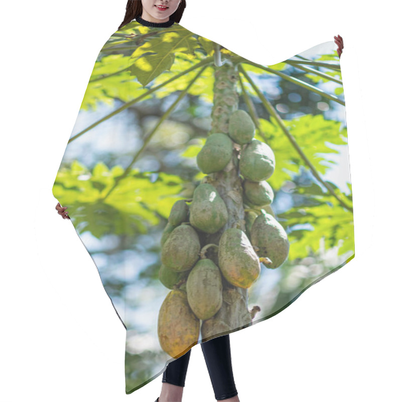 Personality  Papaya Fruits On Tree Hair Cutting Cape