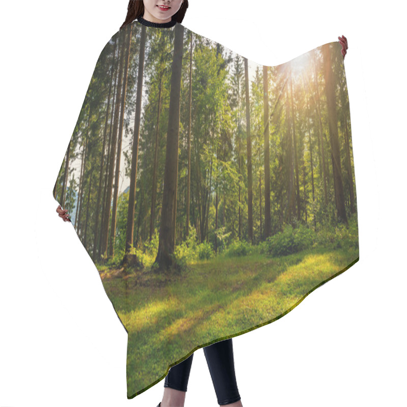 Personality  Forest Glade In  Shade Of The Trees In Sunlight Hair Cutting Cape