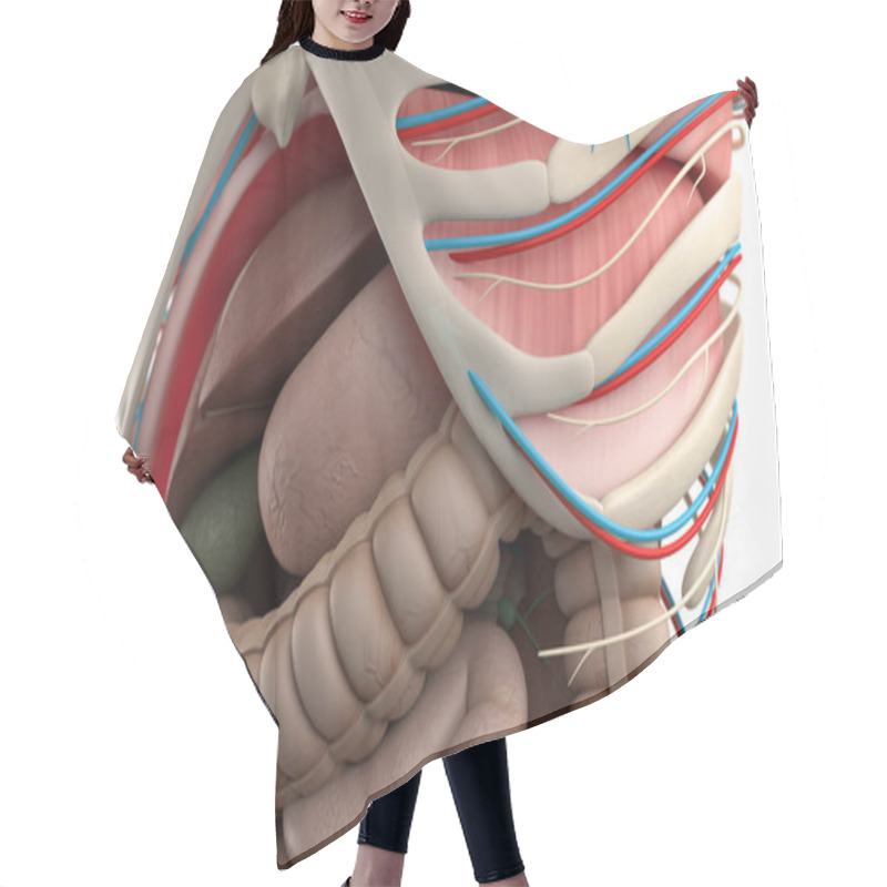 Personality  Human Anatomy Model Hair Cutting Cape