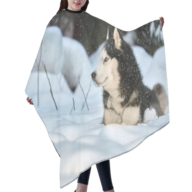 Personality  Husky Dog Lying In The Snow. Siberian Husky With Blue Eyes In Winter Forest Hair Cutting Cape