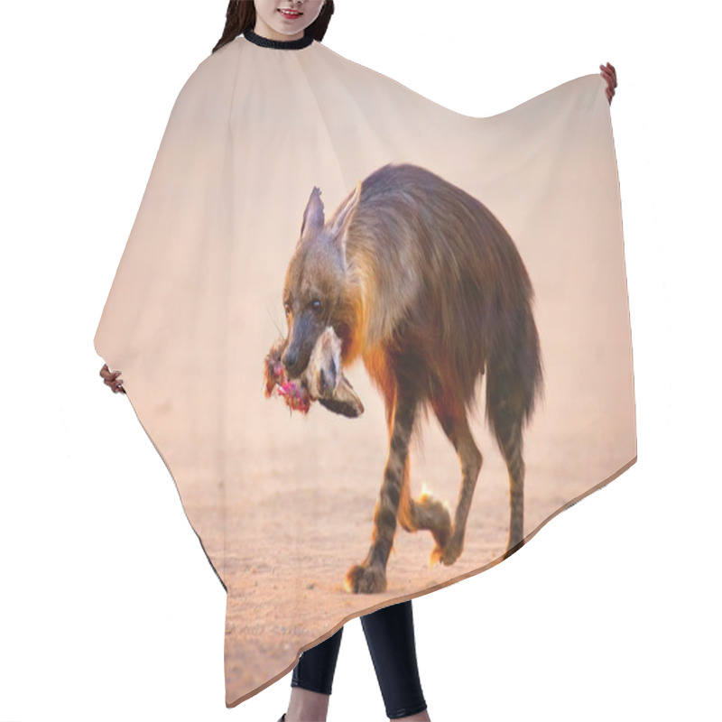 Personality  Brown Hyena With Bat-eared Fox In Mouth Hair Cutting Cape