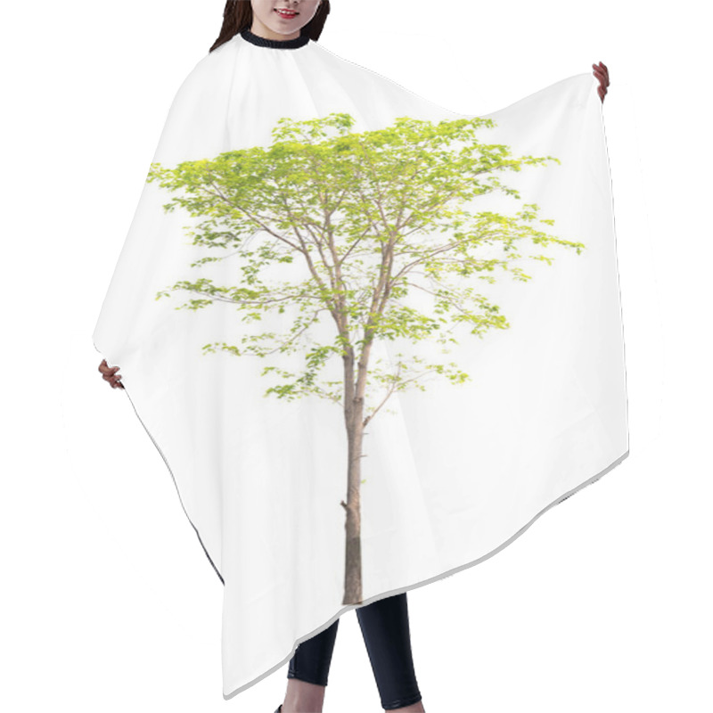 Personality  Isolated Tree On White Background Hair Cutting Cape