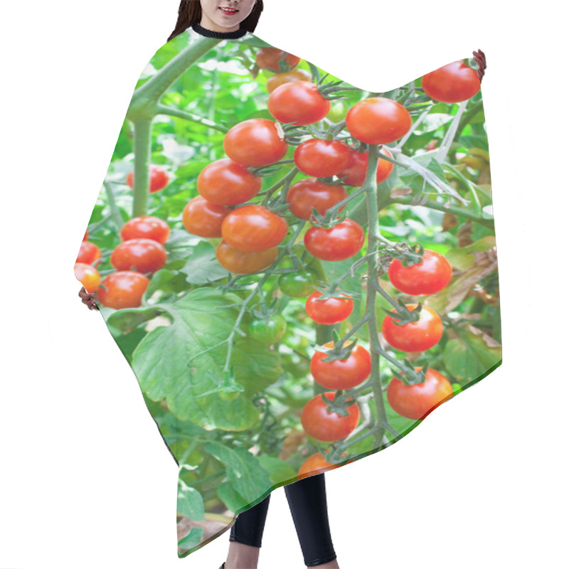 Personality  Red Tomatoes Hair Cutting Cape