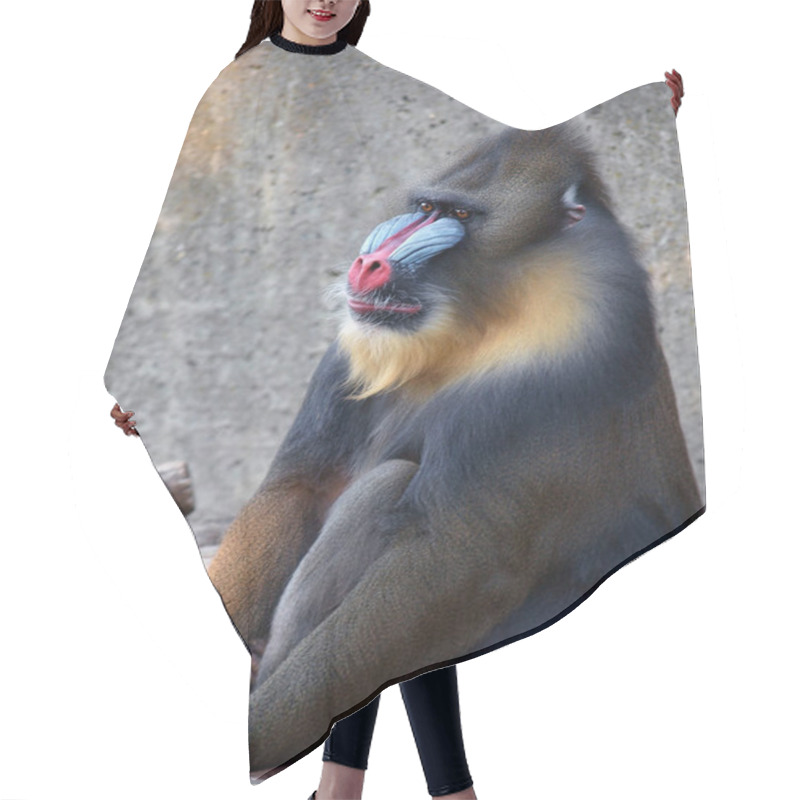 Personality  Mandril Monkey Male Hair Cutting Cape