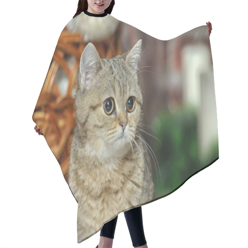 Personality  Cute Cat Lying On Carpet Hair Cutting Cape