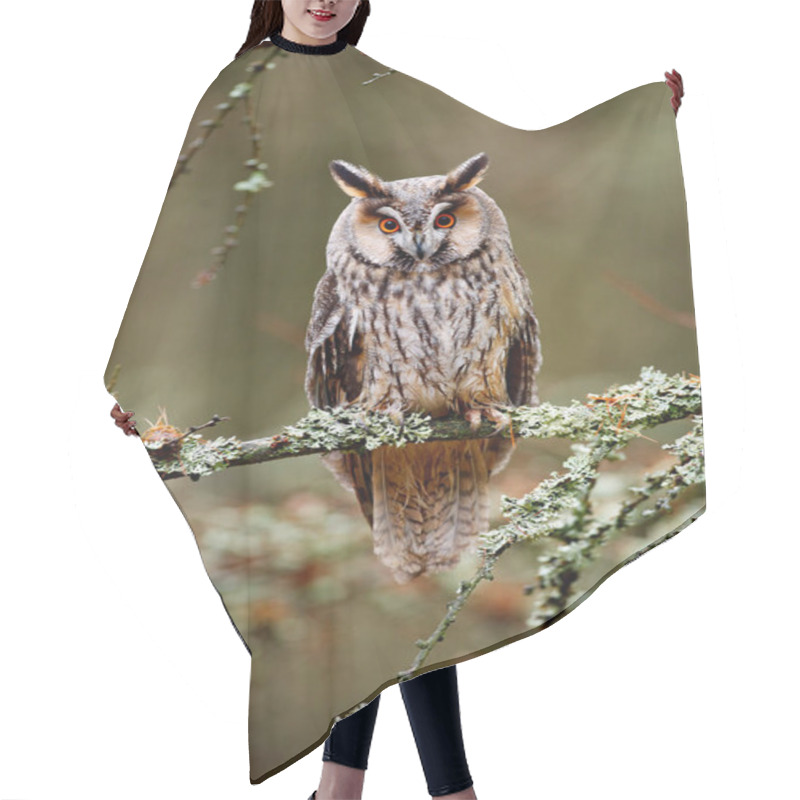 Personality  Long-eared Owl Sitting On Branch  Hair Cutting Cape