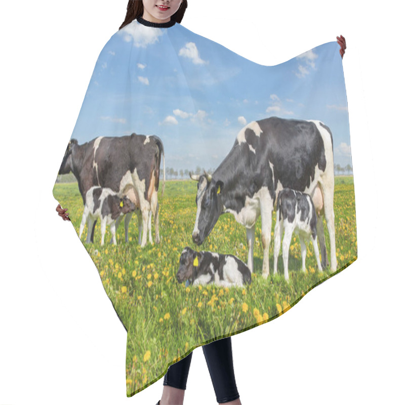 Personality  Mother Cows With Drinking Calves In Dutch Meadow Hair Cutting Cape