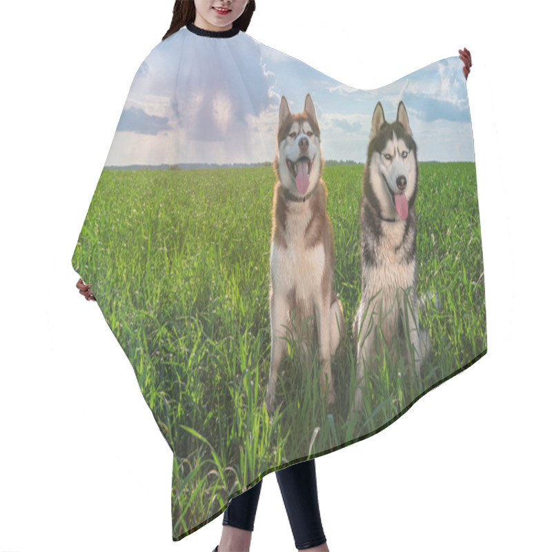 Personality  Two Husky Dogs With Happy Faces Sit On A Beautiful Summer Green Meadow Against The Sunny Sky With Clouds And Rain On The Horizon. Hair Cutting Cape