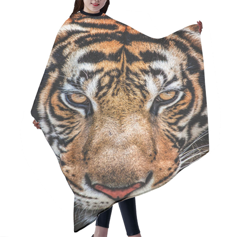 Personality  Tiger And His Eyes Fierce. Hair Cutting Cape