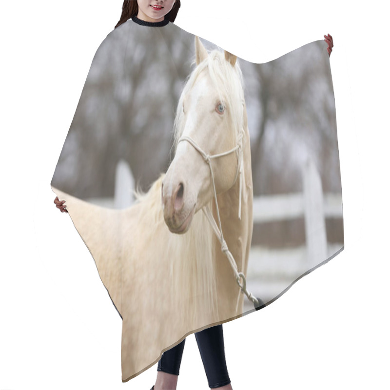 Personality  Portrait Close Up Of A Beautiful Cremello Stallion In Against White Colored Wooden Corral Outdoors Hair Cutting Cape