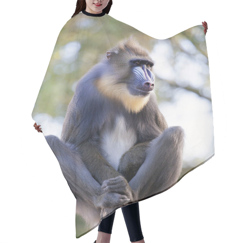 Personality  Mandrill Sitting On Stone Hair Cutting Cape