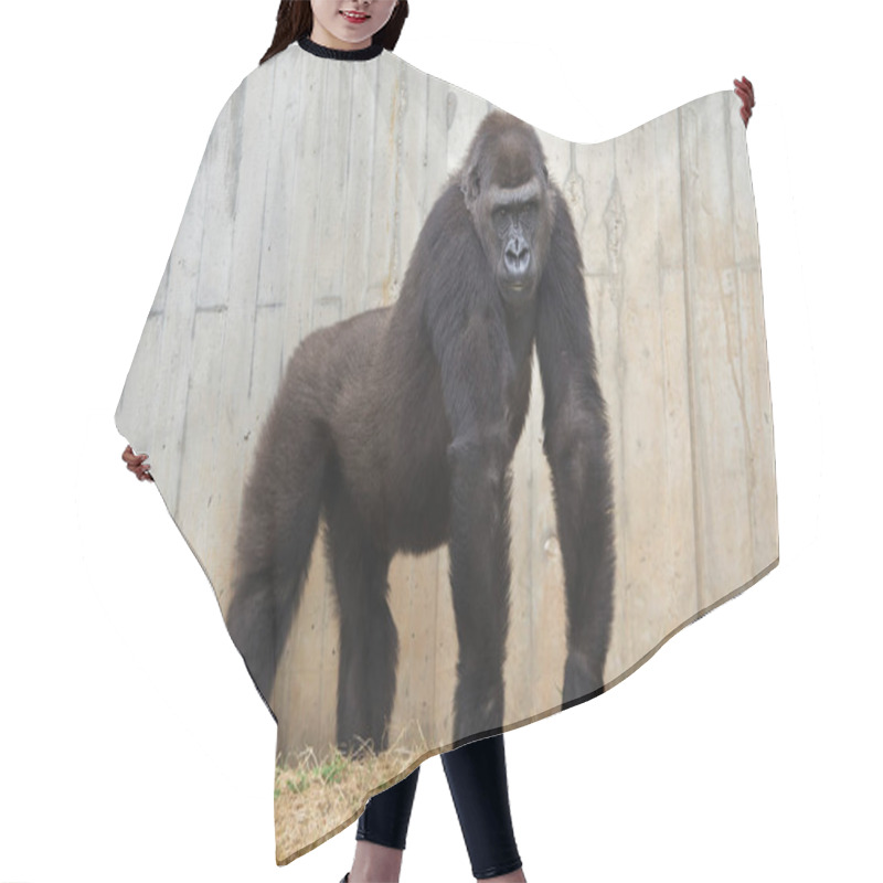 Personality  Western Lowland Gorilla Walking On Grass Hair Cutting Cape