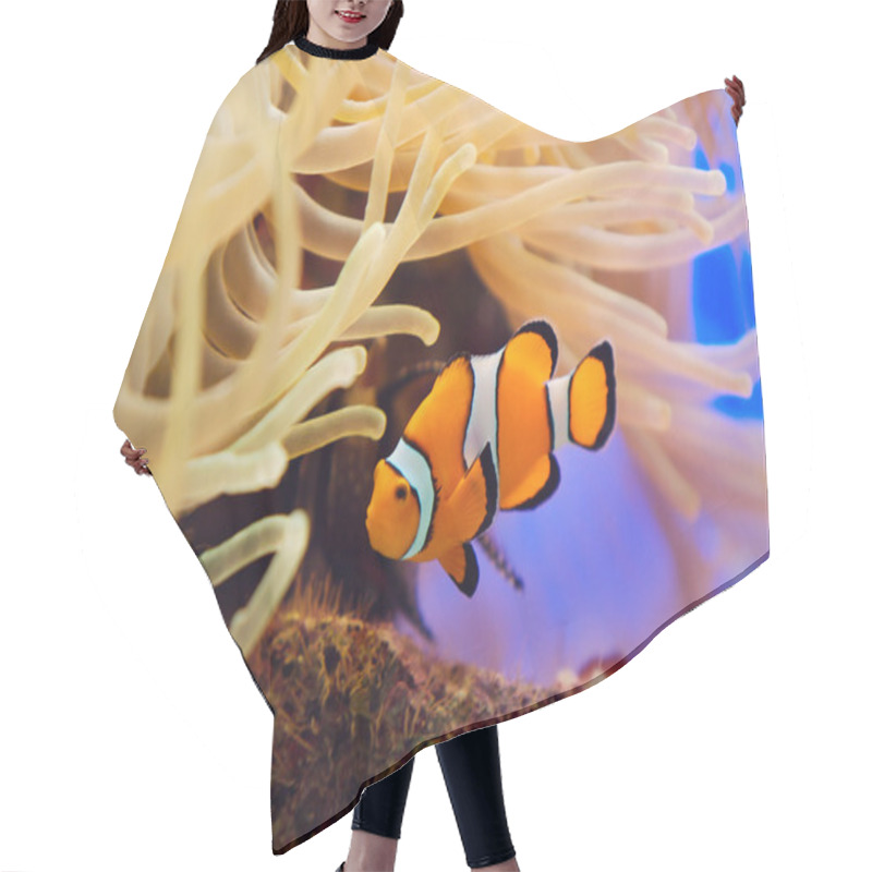 Personality  Fish And Anemone Hair Cutting Cape