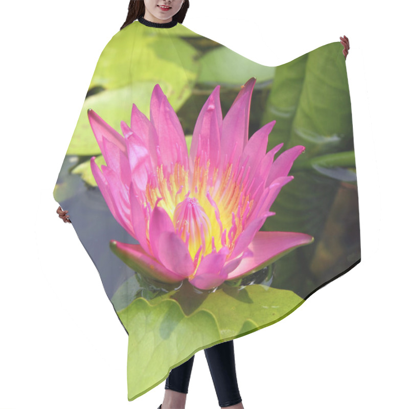 Personality  Pink Lotus Flower Blooming At Summer Hair Cutting Cape