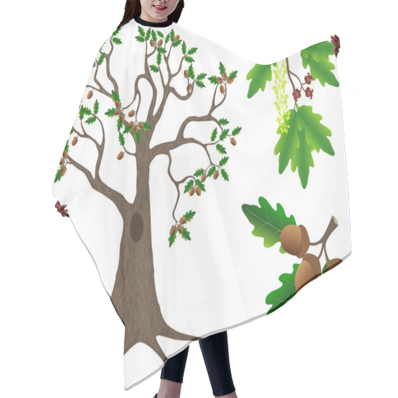 Personality  Parts Of An Oak Tree On A White Background. Hair Cutting Cape