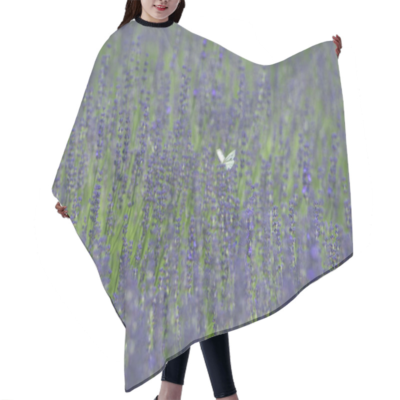 Personality  Beautiful Lavender Fields Is Superb View Of The Summer Hair Cutting Cape