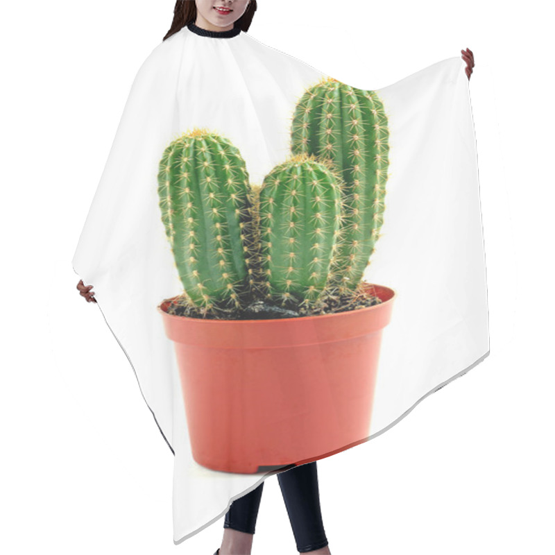 Personality  Potted Globe Cactus Isolated Over White Background Hair Cutting Cape