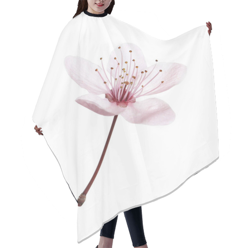 Personality  Beautiful Plum Blossom Isolated On White. Spring Season Hair Cutting Cape