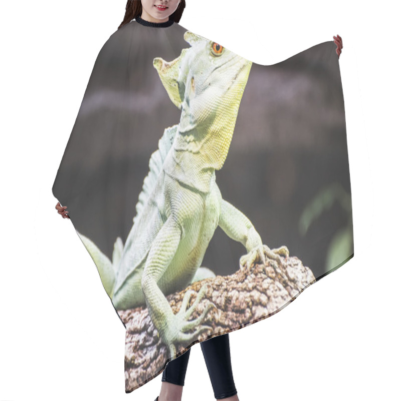 Personality  Scaly Lizard Hair Cutting Cape