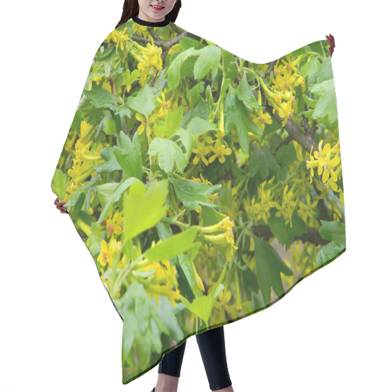 Personality  Gorgeous Yellow Flowers Blooming On A Lush Green Bush. Perfect For Spring Backgrounds! Hair Cutting Cape