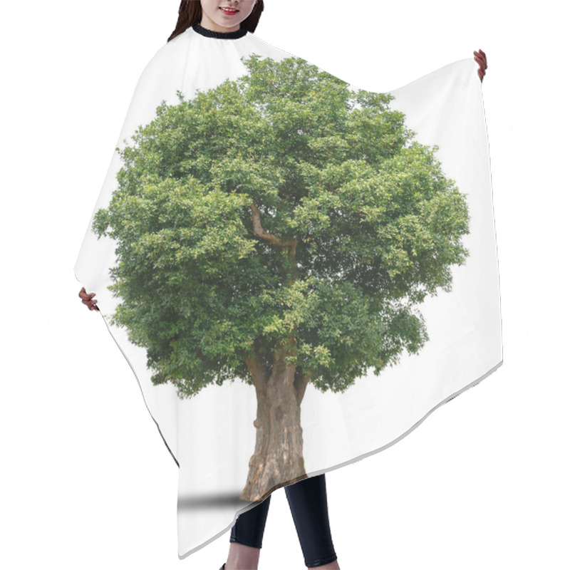 Personality  Big Tree Isolate On White Background Hair Cutting Cape