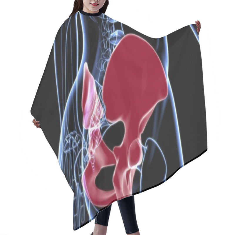 Personality  Human Skeleton Hip Or Pelvic Bone Anatomy For Medical Concept 3D Illustration Hair Cutting Cape