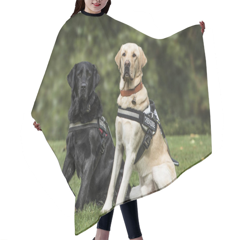 Personality  Guide Dogs, Labrador Retrievers, 7 And 2 Years Old, In Park Hair Cutting Cape